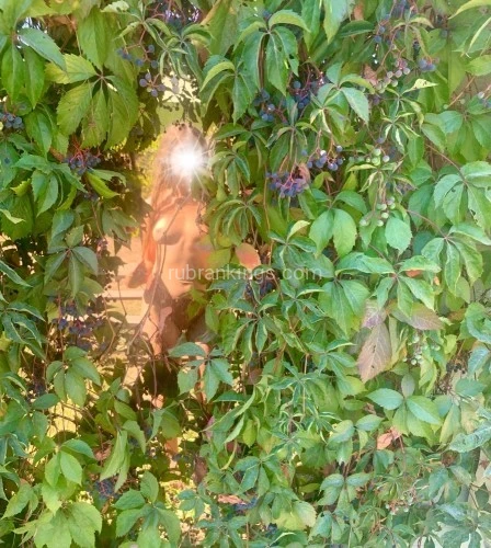 (720)763-7711 is Caucasianand offers nuru massages, asian massage, bodyrubs in Boulder and available for incall on rubrankings Hi, I'm Freya.
I offer sexy, professional, and skilled FBSM within a sensual Goddess container. Come to receive, relax, and soak in erotic pleasure✨ Clients describe this experience as 'feeling deeply met', 'spiritual release', 'floating afterwards', 'and 'otherworldly'. I receive you as you are and am dedicated to your experience of being cared for. Text me to book =)